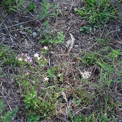 Centaurium erythraea at O'Malley, ACT - 20 Dec 2024