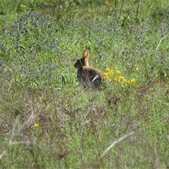 Oryctolagus cuniculus (European Rabbit) at O'Malley, ACT - 19 Dec 2024 by Mike