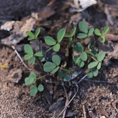 Glycine tabacina (Variable Glycine) at O'Malley, ACT - 20 Dec 2024 by Mike