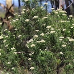 Cassinia longifolia (Shiny Cassinia, Cauliflower Bush) at O'Malley, ACT - 19 Dec 2024 by Mike