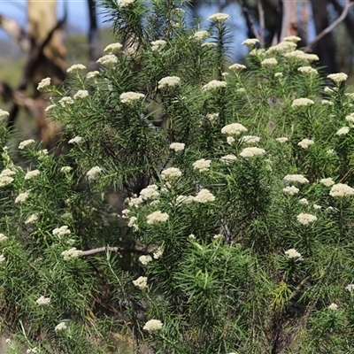 Cassinia longifolia (Shiny Cassinia, Cauliflower Bush) at O'Malley, ACT - 19 Dec 2024 by Mike