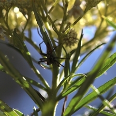 Oxyopidae (family) (Lynx spider) at O'Malley, ACT - 20 Dec 2024 by Mike