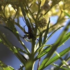 Oxyopidae (family) (Lynx spider) at O'Malley, ACT - 19 Dec 2024 by Mike