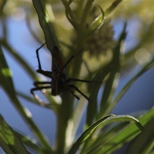 Oxyopidae (family) at O'Malley, ACT - 20 Dec 2024