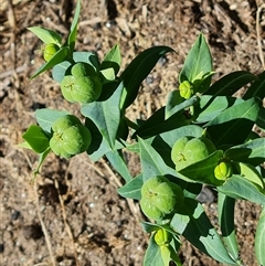 Euphorbia lathyris (Caper Spurge) at Booth, ACT - 19 Nov 2024 by Mike