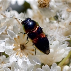 Buprestidae sp. (family) at Bungonia, NSW - 20 Dec 2024 by KorinneM