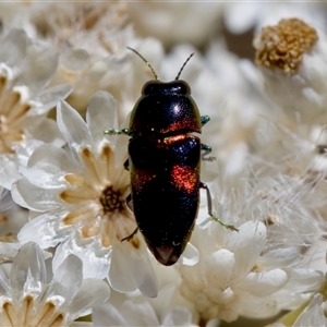 Neocuris sp. (genus) at Bungonia, NSW - 20 Dec 2024