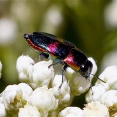 Neocuris sp. (genus) at Bungonia, NSW - 20 Dec 2024