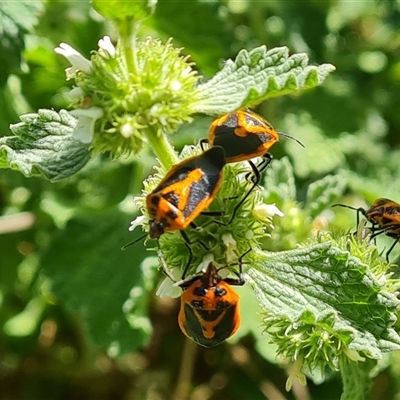 Agonoscelis rutila (Horehound bug) at Booth, ACT - 19 Nov 2024 by Mike