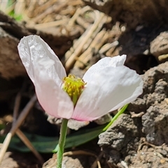 Papaver somniferum subsp. setigerum (Opium Poppy) at Booth, ACT - 19 Nov 2024 by Mike