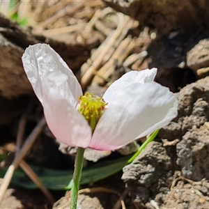 Papaver somniferum subsp. setigerum at Booth, ACT - 19 Nov 2024