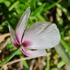 Papaver somniferum subsp. setigerum at Booth, ACT - 19 Nov 2024