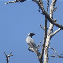 Coracina novaehollandiae (Black-faced Cuckooshrike) at Symonston, ACT - 18 Nov 2024 by Mike