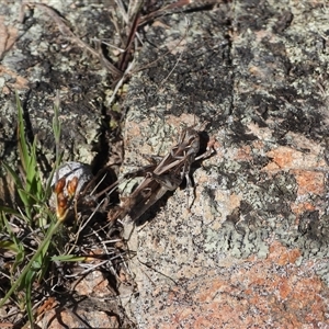 Oedaleus australis at Conder, ACT - 21 Dec 2024