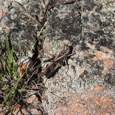 Oedaleus australis (Australian Oedaleus) at Conder, ACT - 21 Dec 2024 by DavidDedenczuk