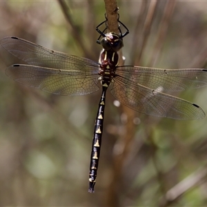 Notoaeschna sagittata at Bungonia, NSW - 20 Dec 2024