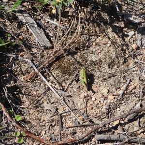 Oedaleus australis at Conder, ACT - 21 Dec 2024 09:46 AM