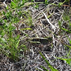 Gastrimargus musicus (Yellow-winged Locust or Grasshopper) at Conder, ACT - 21 Dec 2024 by DavidDedenczuk