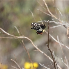 Papilio anactus (Dainty Swallowtail) at Conder, ACT - 21 Dec 2024 by DavidDedenczuk