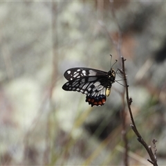 Papilio anactus at Conder, ACT - 21 Dec 2024 09:58 AM