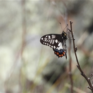 Papilio anactus at Conder, ACT - 21 Dec 2024 09:58 AM