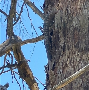 Varanus varius at Yass River, NSW - suppressed