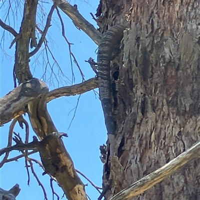 Varanus varius (Lace Monitor) at Yass River, NSW - 21 Dec 2024 by JonLewis