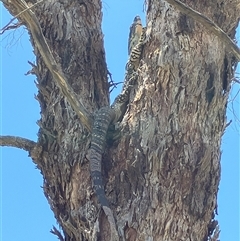 Varanus varius at Yass River, NSW - suppressed