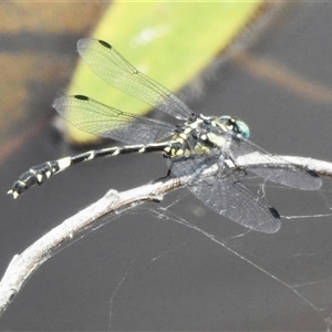 Austroepigomphus praeruptus at suppressed - suppressed