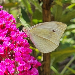 Pieris rapae at Braidwood, NSW - 21 Dec 2024 by MatthewFrawley