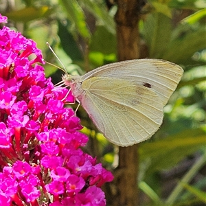 Pieris rapae at Braidwood, NSW - 21 Dec 2024