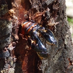 Endoxyla lituratus (A Wattle Goat Moth) at Mount Stuart, TAS - 21 Dec 2024 by VanessaC