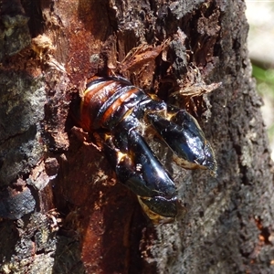 Endoxyla lituratus at Mount Stuart, TAS - 21 Dec 2024