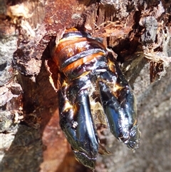 Endoxyla lituratus at Mount Stuart, TAS - 21 Dec 2024