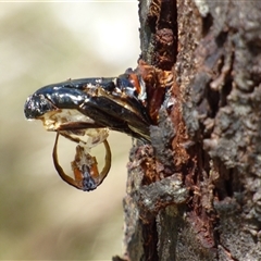 Endoxyla lituratus at Mount Stuart, TAS - 21 Dec 2024