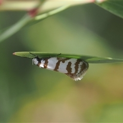 Philobota impletella Group at Rendezvous Creek, ACT - 20 Dec 2024 by RAllen