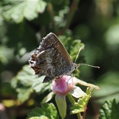 Neolucia agricola (Fringed Heath-blue) at Rendezvous Creek, ACT - 21 Dec 2024 by RAllen