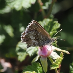 Neolucia agricola at Rendezvous Creek, ACT - 21 Dec 2024