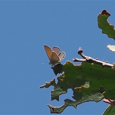 Nacaduba biocellata (Two-spotted Line-Blue) at Rendezvous Creek, ACT - 21 Dec 2024 by RAllen