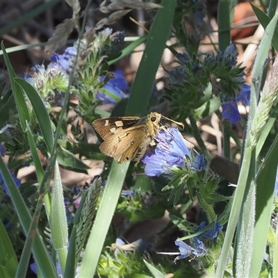 Trapezites eliena (Orange Ochre) at Rendezvous Creek, ACT - 21 Dec 2024 by RAllen