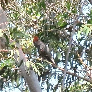 Callocephalon fimbriatum at Mount Irvine, NSW - suppressed