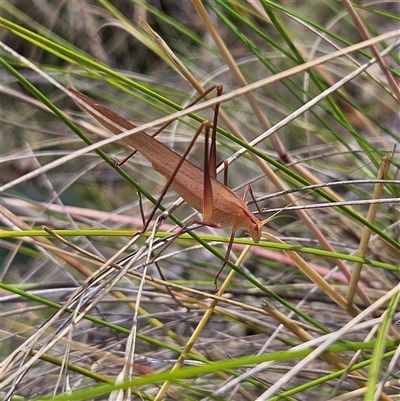 Tinzeda lobata (A katydid) at Bombay, NSW - 21 Dec 2024 by MatthewFrawley