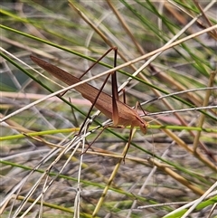 Tinzeda lobata at Bombay, NSW - 21 Dec 2024 01:10 PM