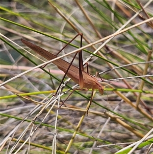 Tinzeda lobata at Bombay, NSW - 21 Dec 2024 01:10 PM