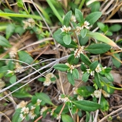 Unidentified Plant at Bombay, NSW - 21 Dec 2024 by MatthewFrawley