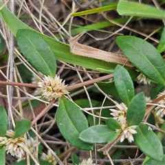 Alternanthera sp. A Flora of NSW (M. Gray 5187) J. Palmer at Bombay, NSW - 21 Dec 2024