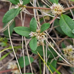 Alternanthera sp. A Flora of NSW (M. Gray 5187) J. Palmer at Bombay, NSW - 21 Dec 2024