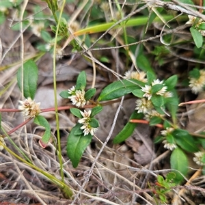 Alternanthera sp. A Flora of NSW (M. Gray 5187) J. Palmer at Bombay, NSW - 21 Dec 2024 01:15 PM