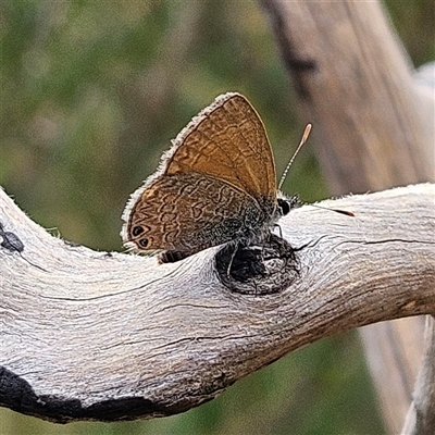 Nacaduba biocellata (Two-spotted Line-Blue) at Bombay, NSW - 21 Dec 2024 by MatthewFrawley