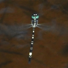 Parasynthemis regina (Royal Tigertail) at Forde, ACT - 21 Dec 2024 by JohnBundock